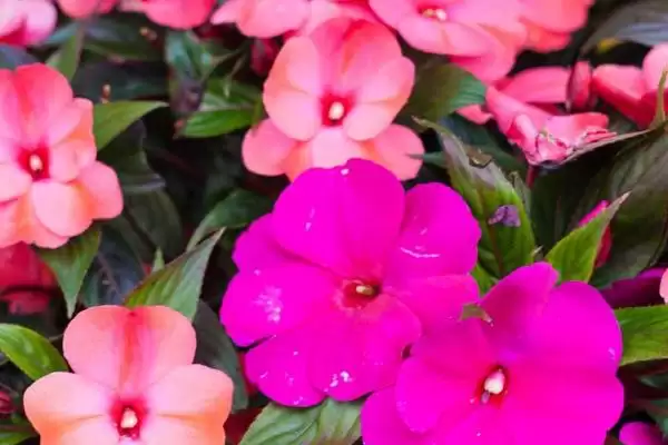 凤仙花植物属性 ,凤仙花属于什么类型的植插图5 凤仙花植物属性 ,凤仙花属于什么类型的植插图5