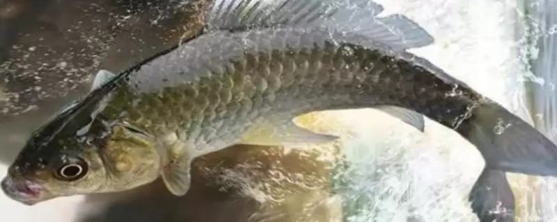鲫鱼品种介绍土鲫高背鲫常见,鲫鱼的品种介绍,常见品种有这些?插图 鲫鱼品种介绍土鲫高背鲫常见,鲫鱼的品种介绍,常见品种有这些?插图