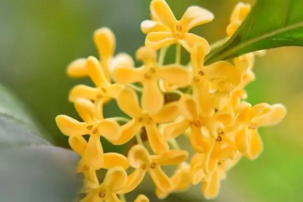 桂花掉叶子是何原因导致,桂花掉叶子因光照、盆土等方面不当吗插图2