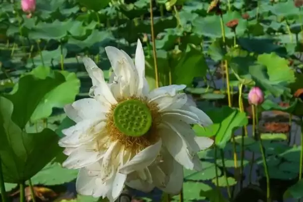 荷花生长要经历哪些阶段呢,荷花生长分萌芽期等6个主要阶段吗插图4 荷花生长要经历哪些阶段呢,荷花生长分萌芽期等6个主要阶段吗插图4