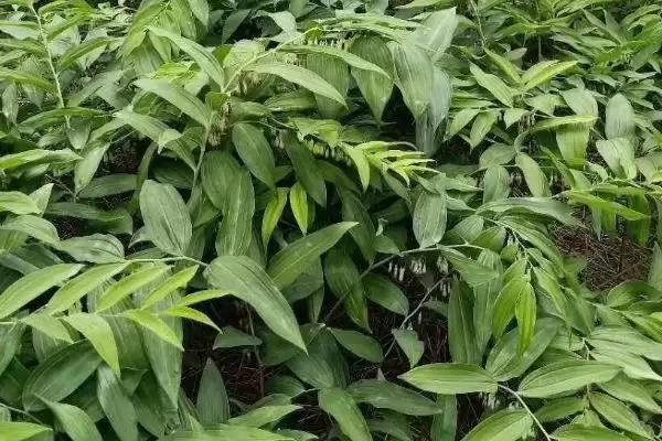 黄精产地分布种类多产地广,黄精的产地,分布情况是这样吗?插图2 黄精产地分布种类多产地广,黄精的产地,分布情况是这样吗?插图2