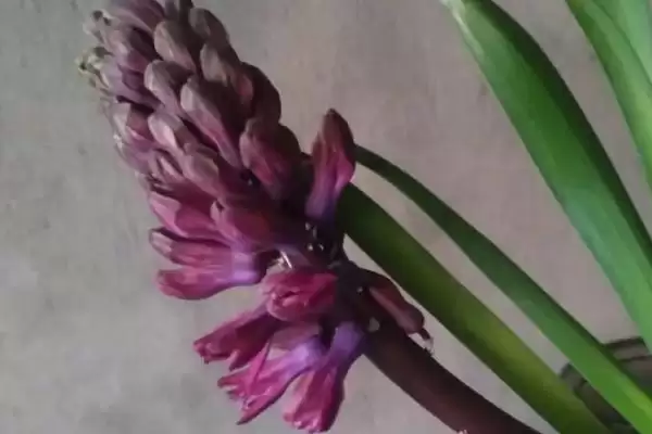 风信子开花后剪残花追磷钾肥,风信子开花后的处理方法，措施有效吗？插图2