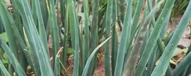 葱叶有白点是什么原因导致的,葱叶有白点的原因插图 葱叶有白点是什么原因导致的,葱叶有白点的原因插图
