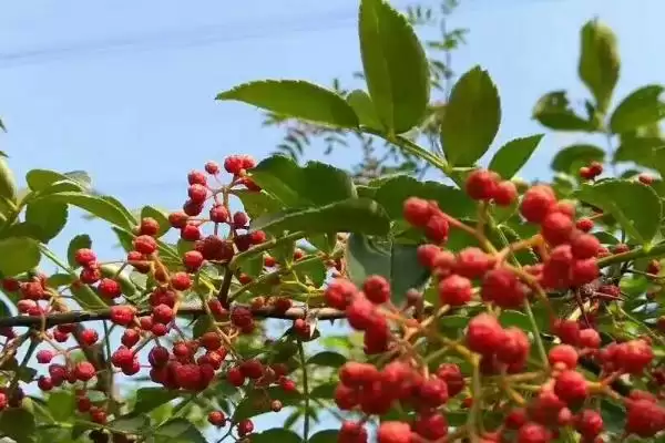 花椒树种植式嫁接选芽接枝接好吗,花椒树的种植方式,嫁接常用方式有啥?插图3 花椒树种植式嫁接选芽接枝接好吗,花椒树的种植方式,嫁接常用方式有啥?插图3