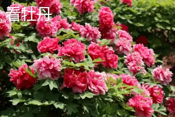 谷雨时节有哪些习俗呢,谷雨时节采茶正值适期是习俗之一吗插图2