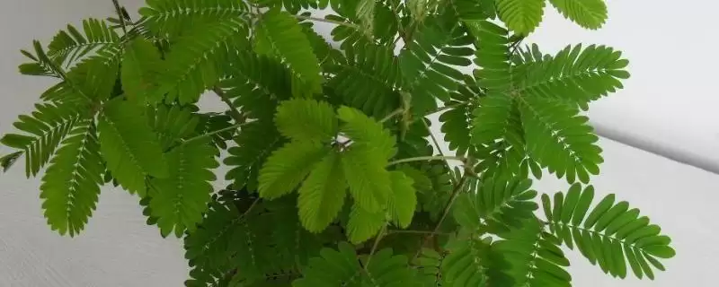 含羞草怎么养才能爆盆呢,含羞草每隔1-2周施稀氮肥能爆盆吗-会东网