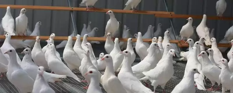 鸽子冬天室外养殖问题 ,鸽子在冬天能不能在室外养殖插图 鸽子冬天室外养殖问题 ,鸽子在冬天能不能在室外养殖插图