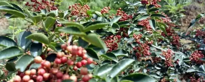 花椒夏季管理夏季修剪2-3次够吗,花椒夏季种植管理技术,修剪次数合理吗?插图 花椒夏季管理夏季修剪2-3次够吗,花椒夏季种植管理技术,修剪次数合理吗?插图