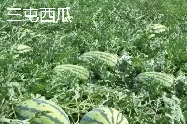 怀化辰溪特产油茶种植面积广吗,怀化辰溪的特产，当地油茶情况如何？插图7
