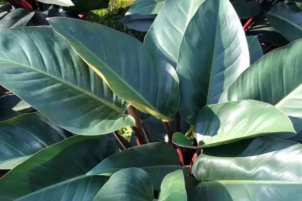 红钻花应该如何进行养殖呢,红钻花生长需充足光照来进行养殖吗插图3 红钻花应该如何进行养殖呢,红钻花生长需充足光照来进行养殖吗插图3