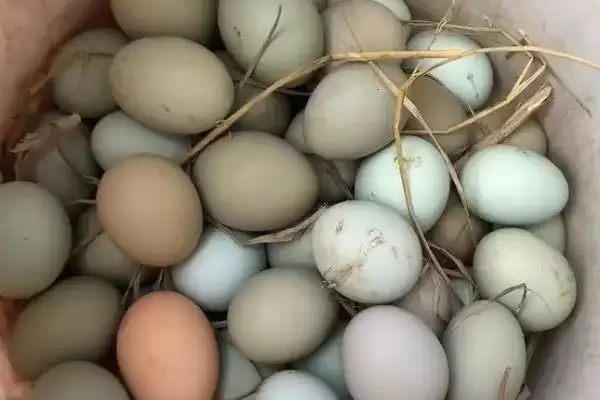 公鸡踩母鸡持续时间 ,公鸡踩母鸡一次可以管多长时间插图3 公鸡踩母鸡持续时间 ,公鸡踩母鸡一次可以管多长时间插图3