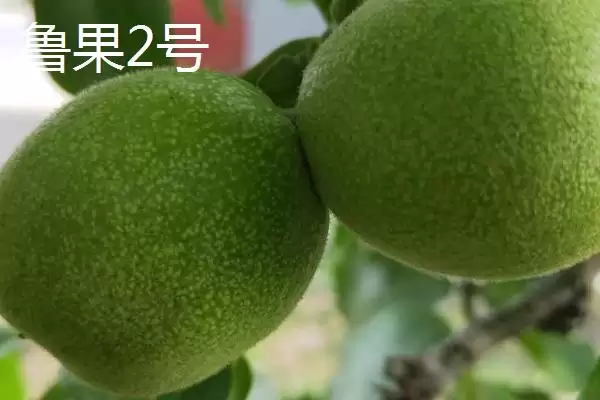 核桃的优质品种有哪些呢,哪四种核桃品种在市场上需求热度较高呢插图3 核桃的优质品种有哪些呢,哪四种核桃品种在市场上需求热度较高呢插图3