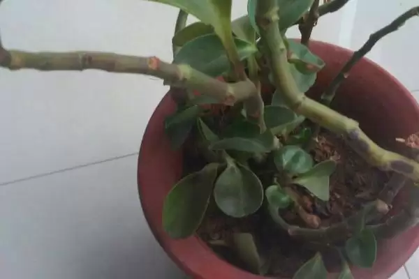 碧玉的根茎腐烂是什么原因呢,碧玉的根茎为什么会腐烂插图2