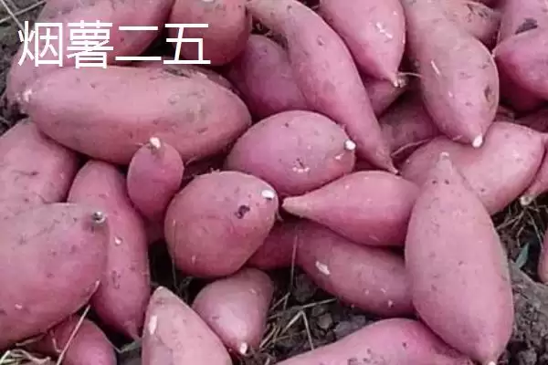 红薯的产地主要在哪里呢,红薯集中在长江和东南沿海各省产地吗插图5 红薯的产地主要在哪里呢,红薯集中在长江和东南沿海各省产地吗插图5