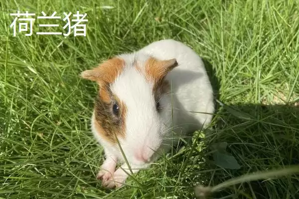 荷兰鼠和荷兰猪有何区别呢,荷兰鼠和荷兰猪只是各地称呼不同而已吗插图2 荷兰鼠和荷兰猪有何区别呢,荷兰鼠和荷兰猪只是各地称呼不同而已吗插图2