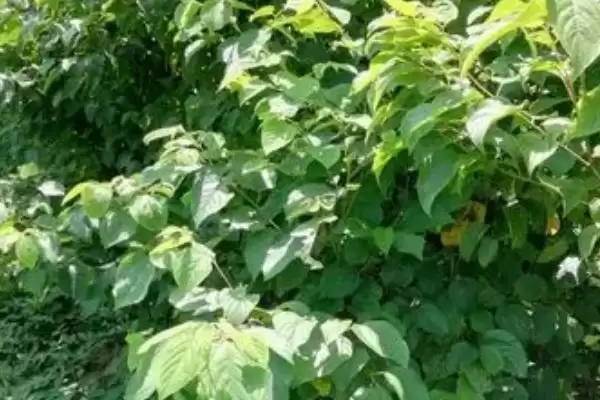 拐枣树苗的价格受何影响,拐枣树苗价格由产地、规格和购买量决定吗插图2 拐枣树苗的价格受何影响,拐枣树苗价格由产地、规格和购买量决定吗插图2