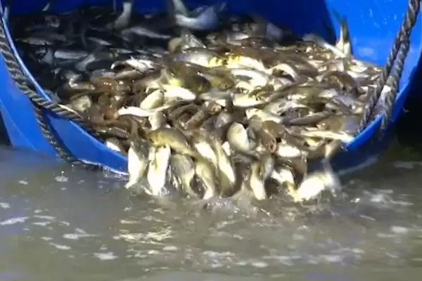 鲫鱼养殖促长鱼苗15厘米补蛋白,鲫鱼怎么养殖才能长得快，要点是这个？插图2