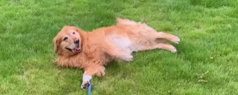狗狗贫血是由何引起的,狗狗贫血是饮食或先天性疾病等原因导致吗插图 狗狗贫血是由何引起的,狗狗贫血是饮食或先天性疾病等原因导致吗插图