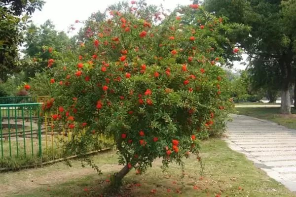 花石榴果石榴形态花期习性咋不同,花石榴和果石榴有什么区别,差异在哪?插图1 花石榴果石榴形态花期习性咋不同,花石榴和果石榴有什么区别,差异在哪?插图1