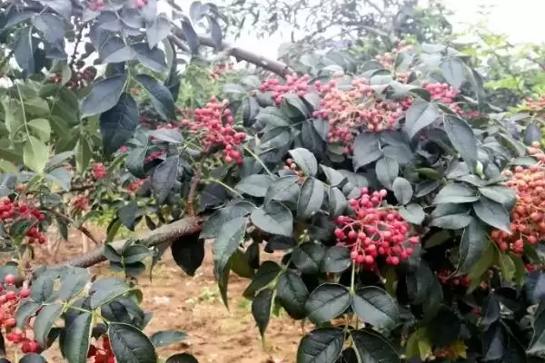 花椒夏季管理夏季修剪2-3次够吗,花椒夏季种植管理技术,修剪次数合理吗?插图3 花椒夏季管理夏季修剪2-3次够吗,花椒夏季种植管理技术,修剪次数合理吗?插图3