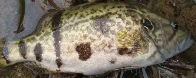 桂鱼是淡水鱼还是海水鱼呢,桂鱼属于淡水鱼这一说法准确吗插图 桂鱼是淡水鱼还是海水鱼呢,桂鱼属于淡水鱼这一说法准确吗插图
