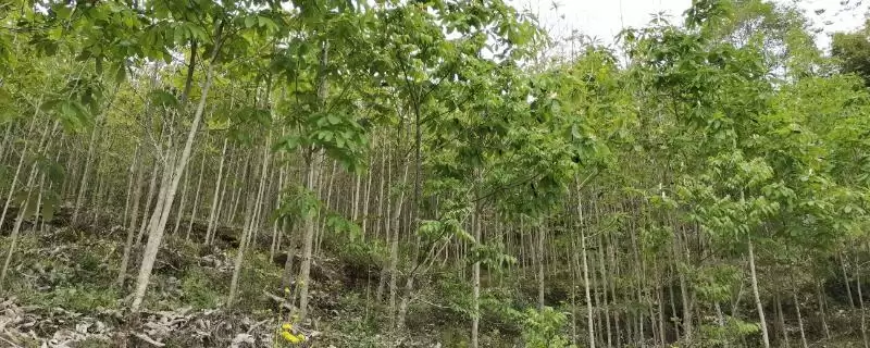 厚朴应该怎样进行种植呢,厚朴需在育苗地生长一年后才能移栽吗-会东网