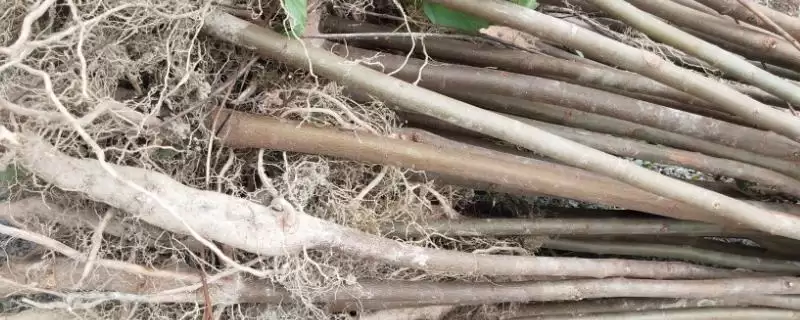 拐枣树苗的价格受何影响,拐枣树苗价格由产地、规格和购买量决定吗插图 拐枣树苗的价格受何影响,拐枣树苗价格由产地、规格和购买量决定吗插图