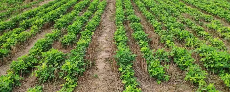 花生高产栽培掌握5要点就能高产,花生高产栽培技术,关键要点有哪些?插图 花生高产栽培掌握5要点就能高产,花生高产栽培技术,关键要点有哪些?插图
