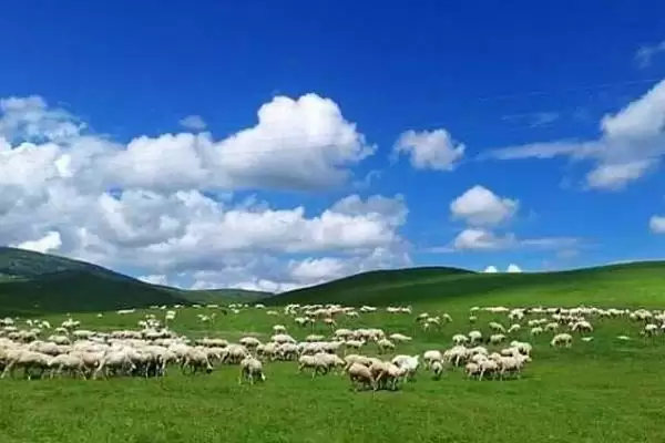 给羊驱虫方法方式 ,给羊驱虫可以采取哪些方法插图4 给羊驱虫方法方式 ,给羊驱虫可以采取哪些方法插图4