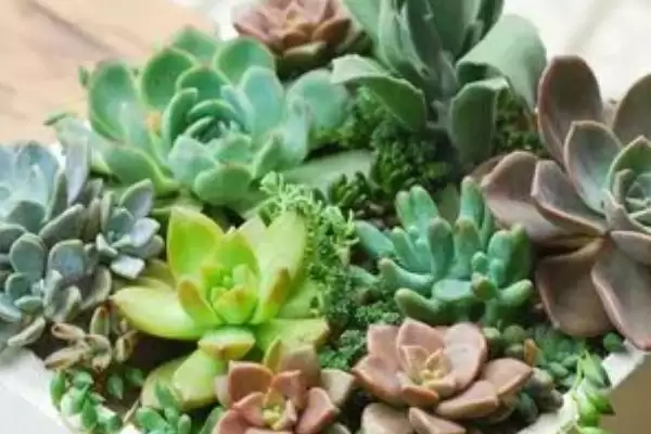 多肉的种植方法步骤,多肉的种植方法有哪些具体的步骤插图1 多肉的种植方法步骤,多肉的种植方法有哪些具体的步骤插图1
