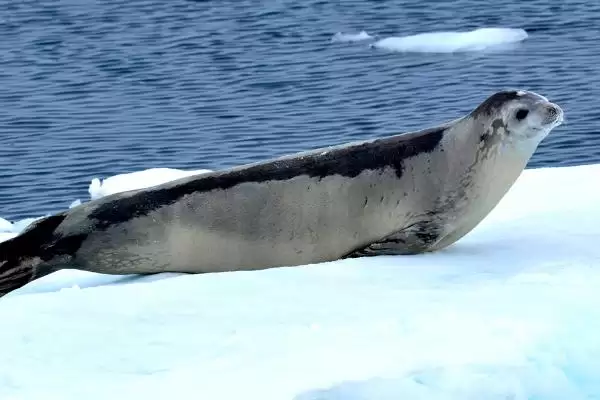 海狮是什么类型的动物呢,海狮是一种水生哺乳动物这一表述对吗插图1 海狮是什么类型的动物呢,海狮是一种水生哺乳动物这一表述对吗插图1