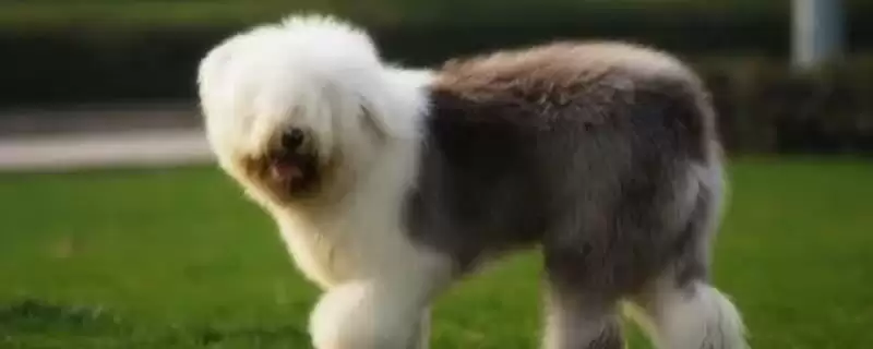 古牧掉毛是何原因导致,古牧掉毛是季节性或患皮肤病等原因吗插图 古牧掉毛是何原因导致,古牧掉毛是季节性或患皮肤病等原因吗插图