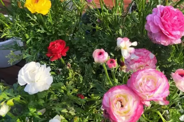 花毛茛繁殖法块根放湿沙能繁殖,花毛茛怎么繁殖,块根放湿沙可行吗?插图3 花毛茛繁殖法块根放湿沙能繁殖,花毛茛怎么繁殖,块根放湿沙可行吗?插图3
