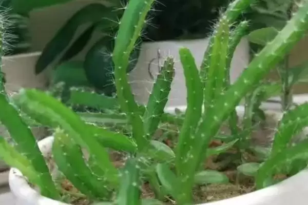 火龙果在家种盆栽方式能种,火龙果能否在家种植,这种方式可以吗?插图1 火龙果在家种盆栽方式能种,火龙果能否在家种植,这种方式可以吗?插图1