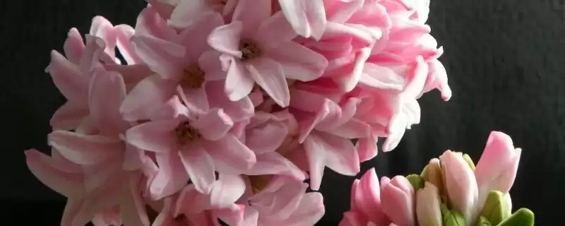 风信子开花养3-5天浇水施肥,风信子开花后的养殖方式,频率合适吗?插图 风信子开花养3-5天浇水施肥,风信子开花后的养殖方式,频率合适吗?插图
