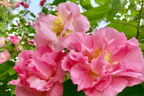 芙蓉花花语含义 ,芙蓉花的花语具有什么意义和内插图1 芙蓉花花语含义 ,芙蓉花的花语具有什么意义和内插图1