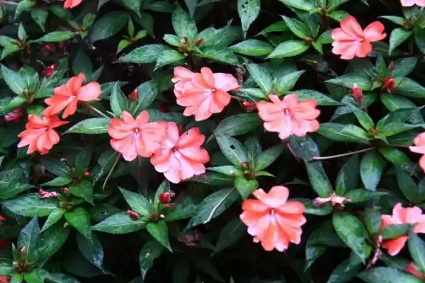 凤仙花褐斑病防治 ,凤仙花如何防治褐斑病插图4 凤仙花褐斑病防治 ,凤仙花如何防治褐斑病插图4