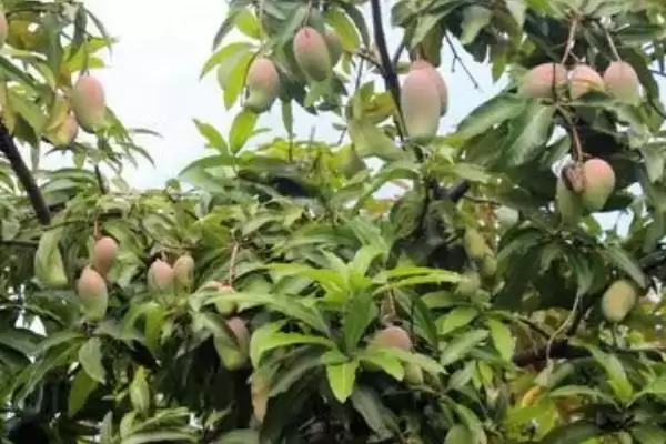 河南种芒果树怎么过冬好呢,河南种芒果树需要在大棚中越冬是真的吗插图3 河南种芒果树怎么过冬好呢,河南种芒果树需要在大棚中越冬是真的吗插图3