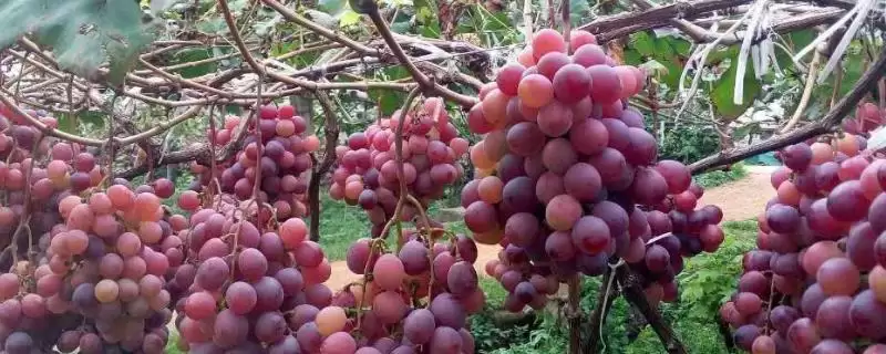 红玫瑰葡萄有哪些优点呢,红玫瑰葡萄产量高、易种植、抗病性好吗插图 红玫瑰葡萄有哪些优点呢,红玫瑰葡萄产量高、易种植、抗病性好吗插图