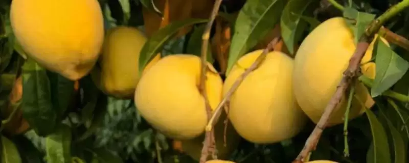 黄金蜜成熟问0号比1号早成熟,黄金蜜0号比1号成熟早吗，是这样吗？-会东网