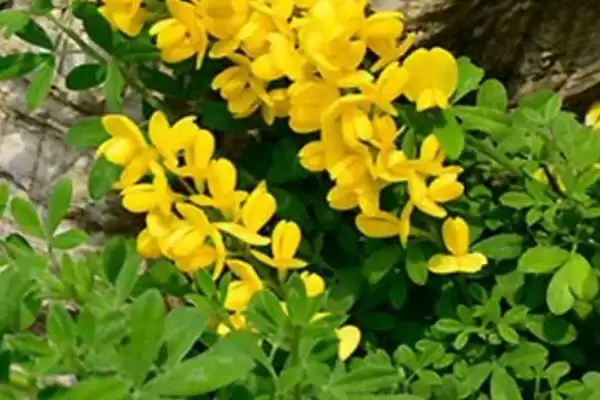 黄金雀不开花光照不足所致,黄金雀不开花的原因,真的是这个吗?插图1 黄金雀不开花光照不足所致,黄金雀不开花的原因,真的是这个吗?插图1