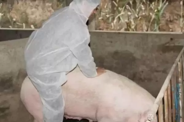 后备母猪如何注射疫苗呢,后备母猪不同疫苗的注射时间有所不同吗插图3 后备母猪如何注射疫苗呢,后备母猪不同疫苗的注射时间有所不同吗插图3
