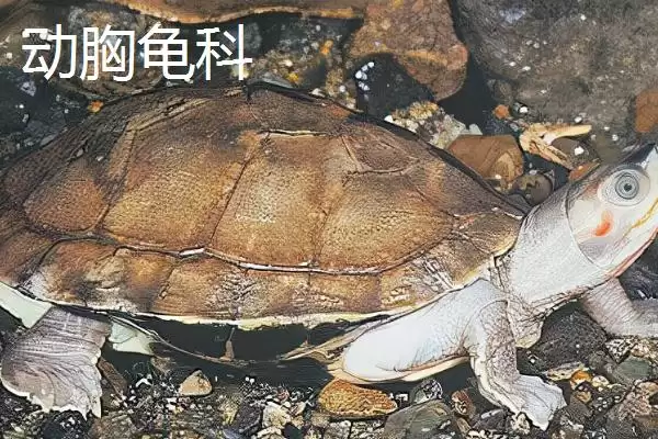 龟的种类主要有哪些呢,龟共有12科分别是哪些种类呢插图7 龟的种类主要有哪些呢,龟共有12科分别是哪些种类呢插图7