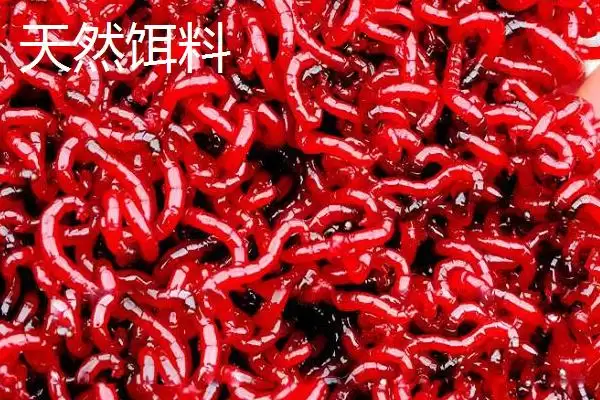 观赏鱼的饲料有哪些种类,观赏鱼饲料有天然和人工饵料两种吗插图5 观赏鱼的饲料有哪些种类,观赏鱼饲料有天然和人工饵料两种吗插图5