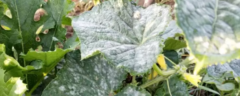 黄瓜白粉病特效药 ,黄瓜白粉病发病时控白可湿性粉剂有效插图 黄瓜白粉病特效药 ,黄瓜白粉病发病时控白可湿性粉剂有效插图