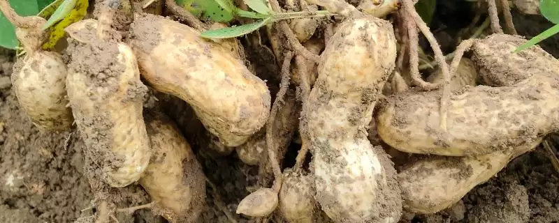 花生种子品种鲁花9号10号好吗,花生种子哪个品种好,有哪些优良品种?插图 花生种子品种鲁花9号10号好吗,花生种子哪个品种好,有哪些优良品种?插图