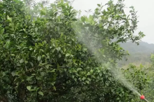柑橘溃疡病危害症状 ,柑橘溃疡病有哪些危害和症状插图4 柑橘溃疡病危害症状 ,柑橘溃疡病有哪些危害和症状插图4