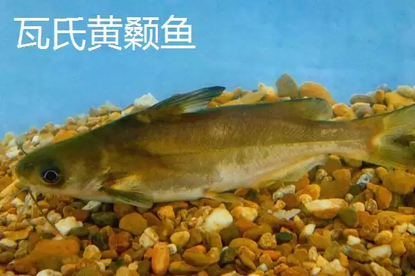 黄骨鱼鱼种问确实属于淡水鱼,黄骨鱼是什么鱼，分类准确吗？插图7