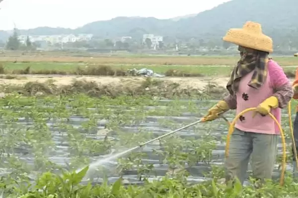 海椒长燕虫如何处理好呢,海椒长燕虫可用黄板或洗衣粉诱杀吗插图1 海椒长燕虫如何处理好呢,海椒长燕虫可用黄板或洗衣粉诱杀吗插图1