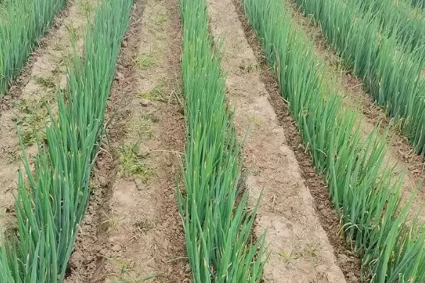 葱叶有白点是什么原因导致的,葱叶有白点的原因插图3 葱叶有白点是什么原因导致的,葱叶有白点的原因插图3
